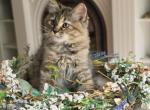Hazel - Siberian Kitten For Sale - 