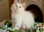 Ash - Siberian Kitten For Sale - CT&comma; US
