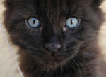 Old Blood European BlackSolid Maine Coon Kitten - Maine Coon Kitten For Sale - 