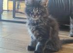 Queso - Maine Coon Kitten For Sale - 