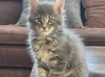 Frijole - Maine Coon Kitten For Sale - 