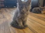 Salsa - Maine Coon Kitten For Sale - 