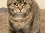 Luis - Scottish Fold Cat For Sale - Philadelphia&comma; PA&comma; US
