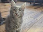 Chips - Maine Coon Kitten For Sale - Hemet&comma; CA&comma; US