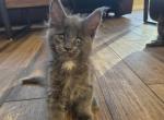 Tamale - Maine Coon Kitten For Sale - Hemet&comma; CA&comma; US