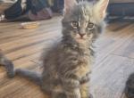 Tostada - Maine Coon Kitten For Sale - Hemet&comma; CA&comma; US