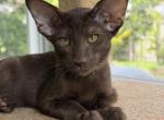 Oriental Shorthair chocolate female - Oriental Kitten For Sale - Hollywood&comma; FL&comma; US