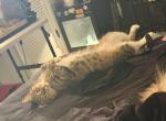 Flash - Domestic Cat For Adoption - Jacksonville&comma; FL&comma; US