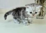 Olga butterfly tabby black silver marbled girl - American Shorthair Kitten For Sale - CA&comma; US