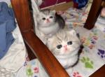 Scareltt - Exotic Kitten For Sale - Arlington&comma; WA&comma; US