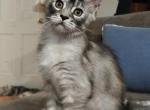 SIA - Maine Coon Kitten For Sale - Lake Balboa&comma; CA&comma; US