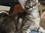 Shakira - Maine Coon Kitten For Sale - 