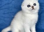 Cindy scottish fold silver shaded round baby girl - Scottish Fold Kitten For Sale - CA&comma; US