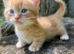 Firecracker - Munchkin Kitten For Sale - West Branch&comma; MI&comma; US
