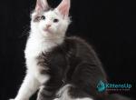 Samuel - Maine Coon Kitten For Sale - Miami&comma; FL&comma; US