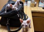 Juno boy sphynx - Sphynx Kitten For Sale - 