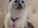 Ragdoll kitten ready for a home - Ragdoll Kitten For Sale - Dearborn Heights&comma; MI&comma; US