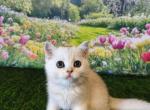 Cooke silver shaded chinchilla scottish straight - Scottish Straight Kitten For Sale - CA&comma; US