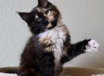Luna Maine Coon - Maine Coon Kitten For Sale - 
