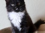 Comet Maine Coon - Maine Coon Kitten For Sale - 