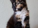 Space Litter - Maine Coon Kitten For Sale - 