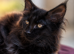EUROPEAN BLACK   MAINE COON 4 month - Maine Coon Kitten For Sale - FL&comma; US