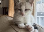 Kitten - Siamese Kitten For Sale - Edina&comma; MN&comma; US