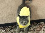 Bella - Domestic Kitten For Adoption - Everett&comma; WA&comma; US