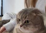 mia - Scottish Fold Cat For Sale - Vancouver&comma; WA&comma; US