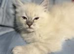 Maple - Ragdoll Kitten For Sale - Glendale&comma; AZ&comma; US