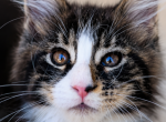 Striking European Black Tabby with White MaineCoon - Maine Coon Kitten For Sale - 