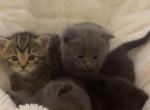 4 sweet kitties looking for a new home - Scottish Straight Kitten For Sale - 