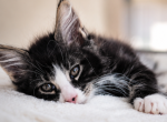 Purebred Maine Coon Kitten Big Healthy Playfull - Maine Coon Kitten For Sale - FL&comma; US