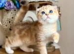 Xena DBE golden tabby blue eyes scottish fold - Scottish Fold Kitten For Sale - CA&comma; US