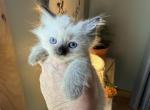 Elsa - Ragdoll Kitten For Sale - Church Hill&comma; TN&comma; US