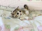 Vanilla - Minuet Kitten For Sale - 
