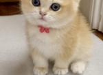 flkitten1 - British Shorthair Cat For Sale - Parkland&comma; FL&comma; US