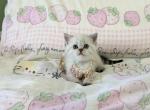 Apple - Minuet Kitten For Sale - Staten Island&comma; NY&comma; US