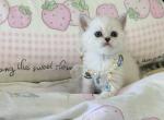 Mango - Minuet Kitten For Sale - Staten Island&comma; NY&comma; US