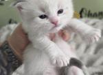 Bubbles - Ragdoll Kitten For Sale - Las Vegas&comma; NV&comma; US
