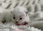 Princess Peach - Ragdoll Kitten For Sale - Las Vegas&comma; NV&comma; US