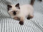 Marigold - Ragdoll Kitten For Sale - Reading&comma; PA&comma; US