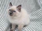 Lavender - Ragdoll Kitten For Sale - Reading&comma; PA&comma; US