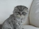 RESERVED Mr Marble male - Scottish Fold Kitten For Sale - 