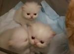 fazkats - Persian Kitten For Sale - Beavercreek&comma; OH&comma; US
