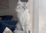 fluffy - Domestic Cat For Adoption - IL&comma; US