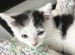 Tigger - Domestic Kitten For Sale - Ashburnham&comma; MA&comma; US