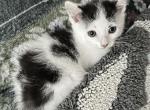 Tigger - Domestic Kitten For Sale - Ashburnham&comma; MA&comma; US