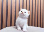Scottish Straight Cute Kitten - Scottish Straight Kitten For Sale - Orlando&comma; FL&comma; US