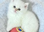 White Chinchilla - British Shorthair Kitten For Sale - Parkland&comma; FL&comma; US